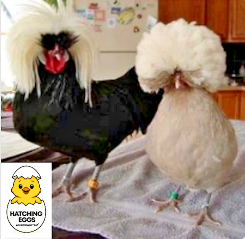 Fertile chicken purebred - fertile,