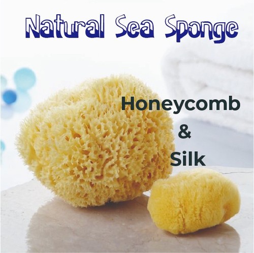 Natural sea sponge from - sea, the