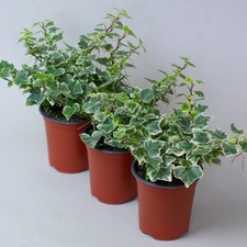 English ivy hedera - 3,