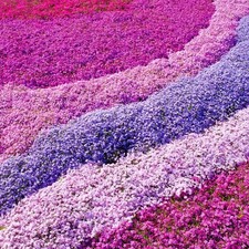 Phlox Plants Hardy Perennial