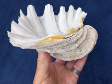 TRIDACNA SQUAMOSA Shell Giant Fluted Clam Bears Paw Shell 9.5" ... 1.3kg .