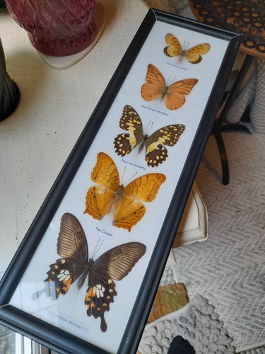 Taxidermy vintage framed set