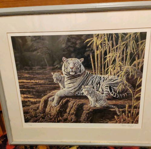 Framed print siberian tigers - framed, "