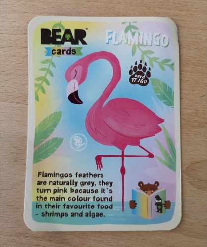 Bear yoyo animal cards - animal,