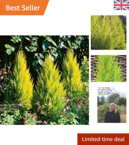Cupressus goldcrest 9cm pot - -,