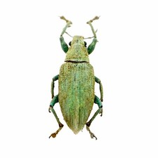 Gold-dust Weevil Beetle