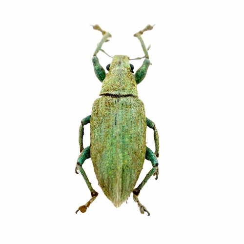 Gold dust weevil - gold-dust,