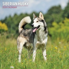 Siberian Husky 2026