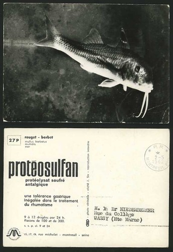 Mullet fish mullus - mullet,