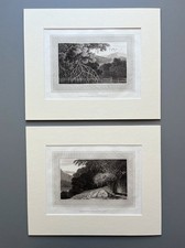 MANGROVE & BAMBOO Aquatints William Daniell Zoography 1807