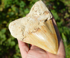 ?STUNNING BIG 5.6" MEGALODON SHARK TOOTH, Partly in a clam shell! ?? R5