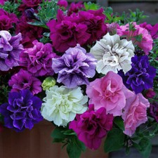 Tumbelina Petunia Fragrant