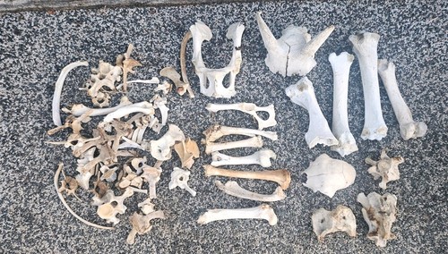 Big bundle sheep bones - of,