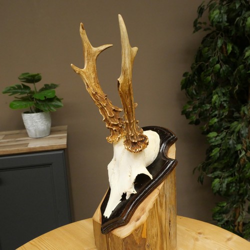 Rehbock deer antler trophy - rehbock,