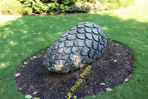Photo giant pine cone - pine,