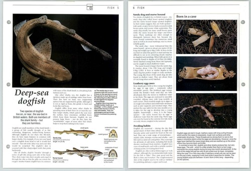 Deep sea dogfish - dogfish,