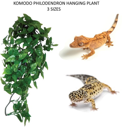Komodo reptile philodendron - komodo,