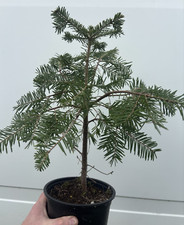 Abies grandis (Grand Fir) Evergreen Pine/ Conifer Potential bonsai subject