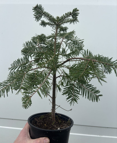 Abies grandis - (grand, fir)