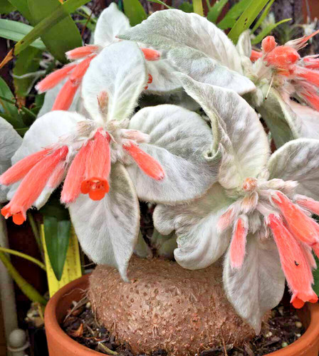 Rare sinningia leucotricha - sinningia,