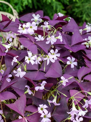Oxalis triangularis purple - -,