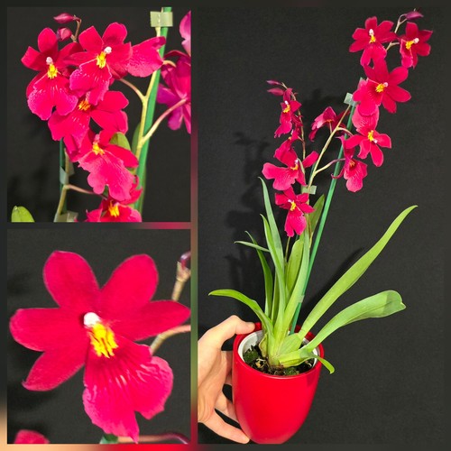 Oncidium nelly isler flower - oncidium, isler.