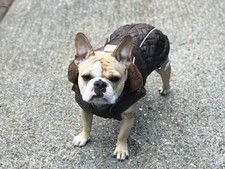 Bulldog Dog Coat Soft comfort French Bulldog Pug Warm Winter Coat Brown & Bib 