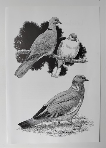 Robert gillmor vintage - robert,