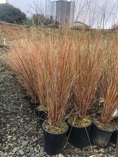 Carex Buchananii – Evergreen Ornamental Grass – 95cm+ Plant in 2L Pot!