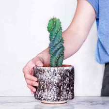 10-12CM Succulent Cactus Plant