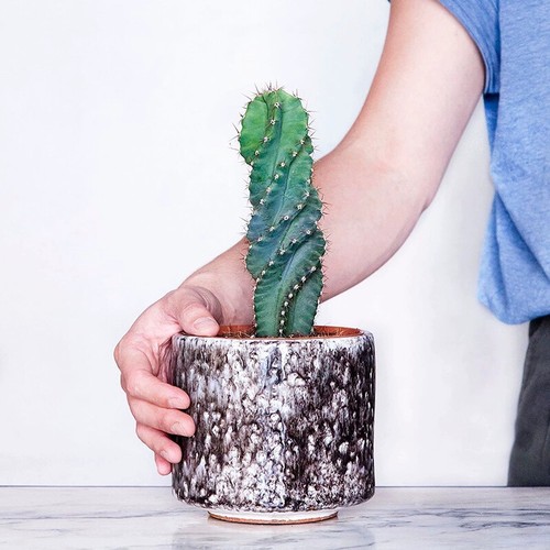 12cm succulent cactus plant - cactus,