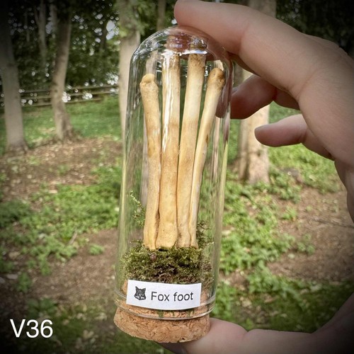 Rare fox foot bones glass - fox,