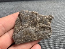 Fossil Ichthyosaur/Plesiosaur