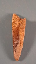Spinosaurus Tooth Fossil