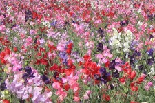 SWEET PEA DWARF KNEE HIGH MIX
