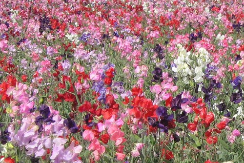 Sweet pea dwarf - sweet, knee