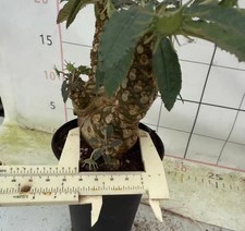 Dorstenia crispa WYSIWYG