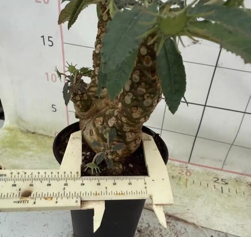 Dorstenia crispa wysiwyg - dorstenia,