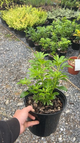 Large5 litre pot-Choisya