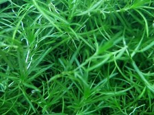 Guppy grass Najas