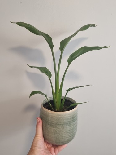 Strelitzia reginae bird of - reginae,