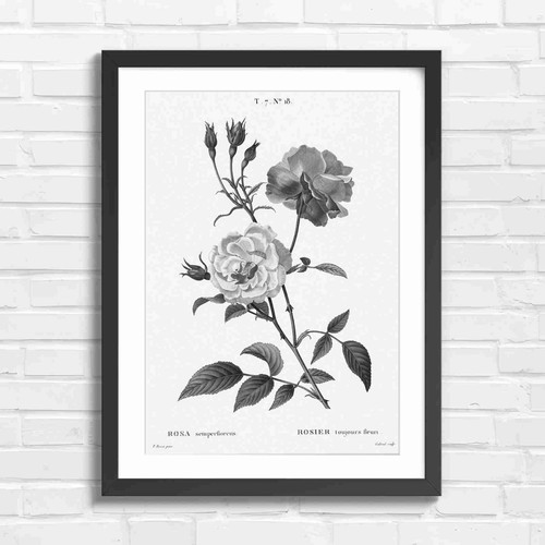 Vintage pink rose botanical - vintage,