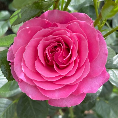 Floribunda rose mum you - floribunda,