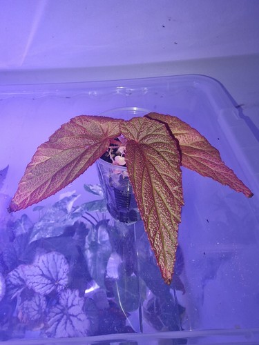 Begonia morris small rooted - begonia,