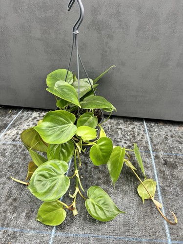 Philodendron hanging - philodendron,