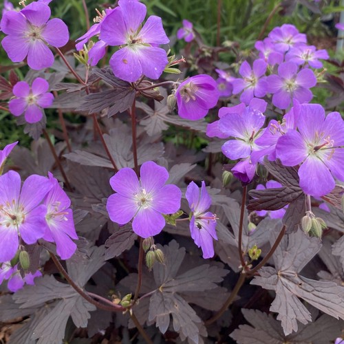 Geranium maculatum stormy - maculatum,