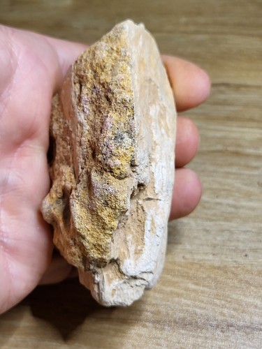 Spinosaurus dinosaur fossil - dinosaur,
