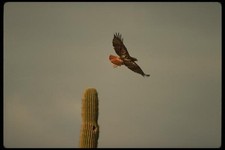 196041 Red Tail Hawk In Flight A4 Photo Print