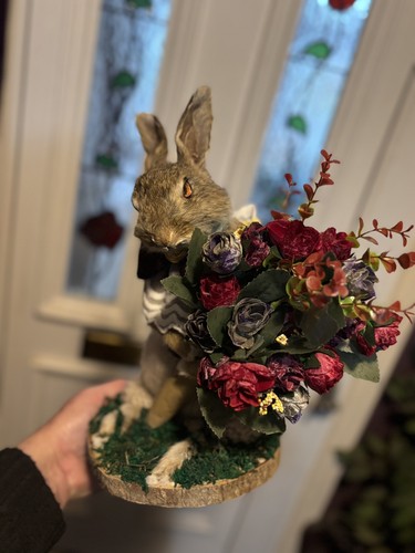 Wild rabbit roadkill beatrix - rabbit,