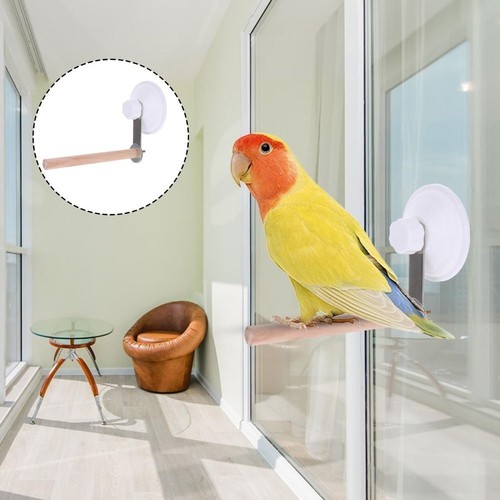 Suction cup bird - cup, window